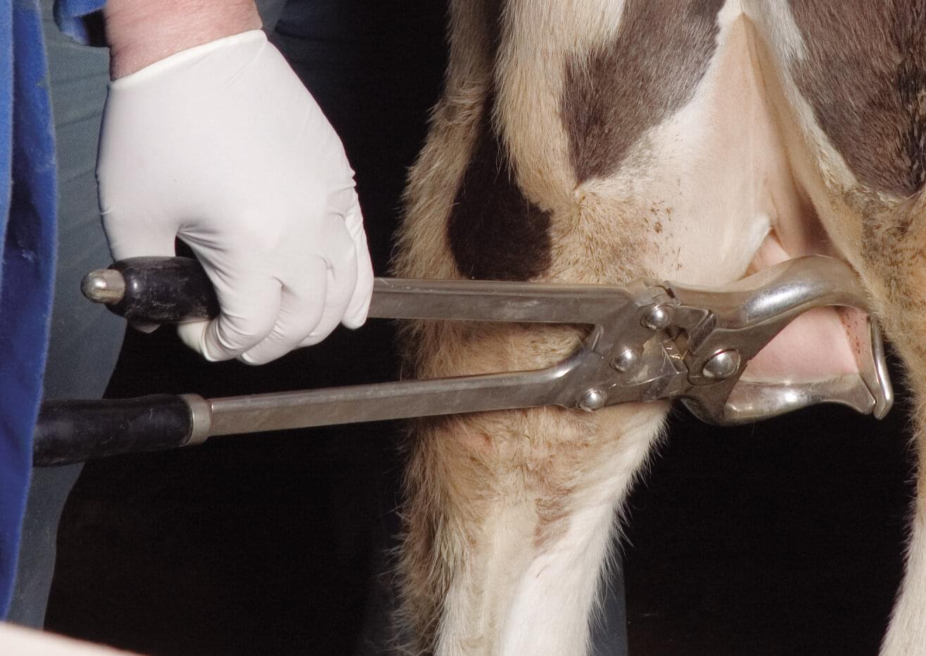 KAMER Kastrationszange aus Stahl | mit Gelenk (30 cm)