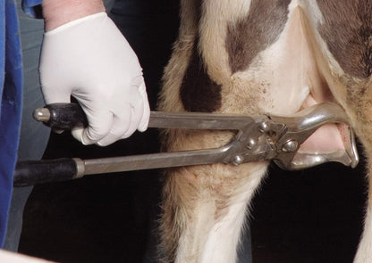 KAMER Kastrationszange aus Stahl | mit Gelenk (30 cm)