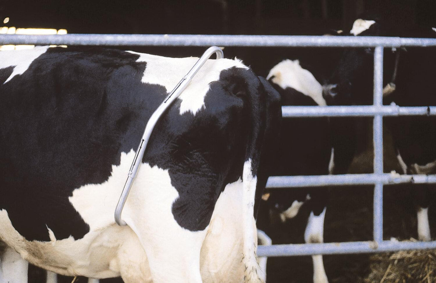 EBBERS Schlagfessel | verzinkt | Premium (montiert)