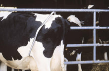 EBBERS Schlagfessel | verzinkt | Premium (montiert)