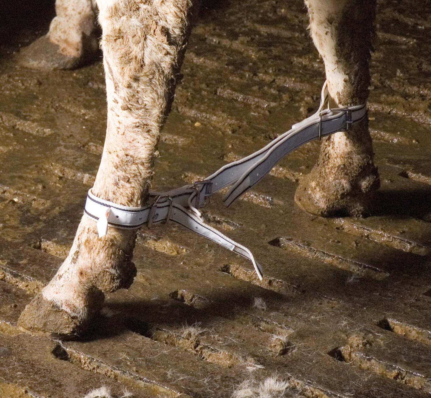 KAMER Fußfessel für Kühe | Nylon | blau