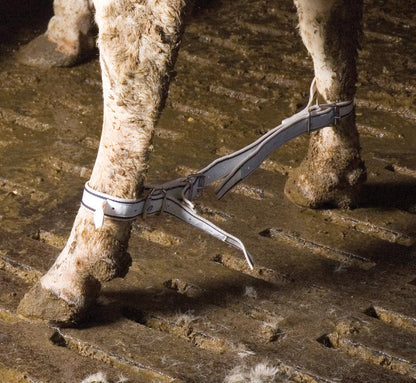 KAMER Fußfessel für Kühe | Nylon | blau