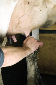 Septicare Euterreinigungstuch (34 cm x 37 cm) | 25 Stück