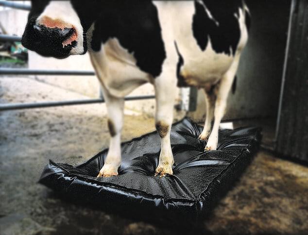 Septicare Desinfektionsmatte (180 cm x 90 cm x 10 cm) | 120 - 160 L