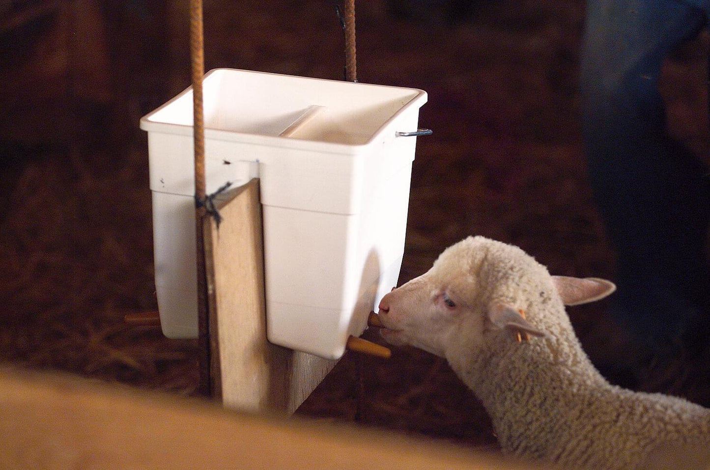 Tétiblue Polyethylen-Lämmertränkeeimer (11 L) | blau