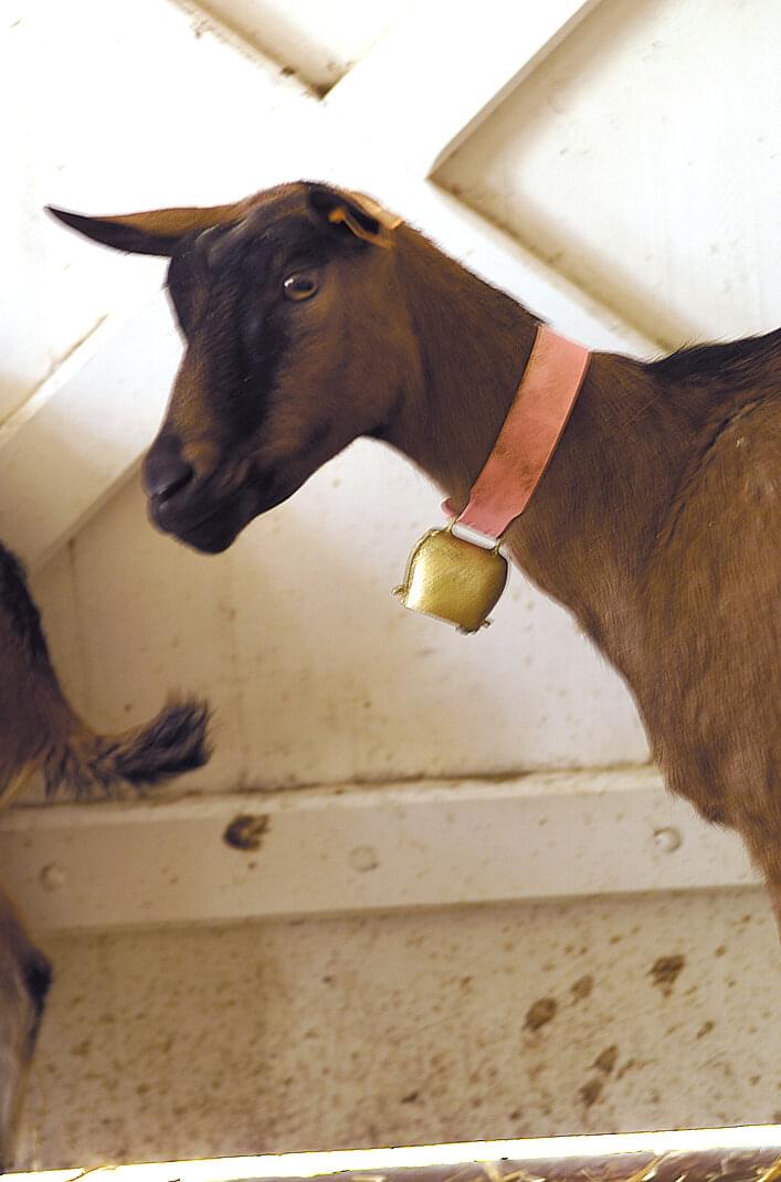 KAMER Stahlglocke Apenstil gerade | Bronzefarben | ø 55 mm | Riemenbreite 35 mm