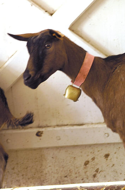 KAMER Stahlglocke Apenstil gerade | Bronzefarben | ø 55 mm | Riemenbreite 35 mm