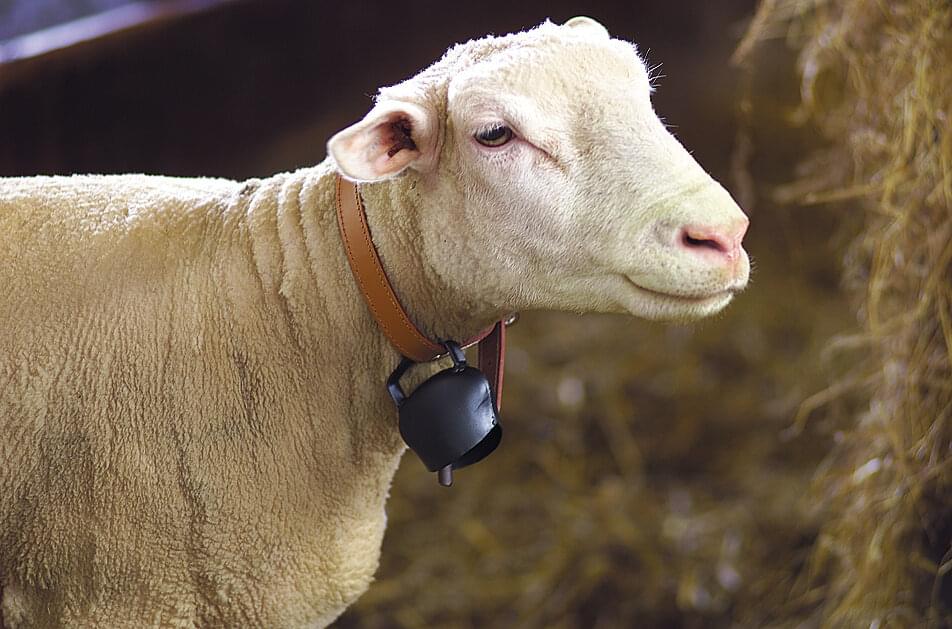 BLACKBLUE Stahlglocke gewölbt | schwarz | ø 64 mm | Riemenbreite 50 mm