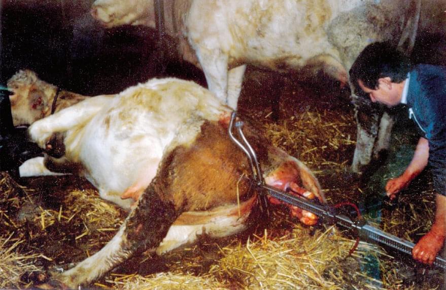 VINK Geburtshelfer für Schlachtrinder | Zugleistung 500 kg