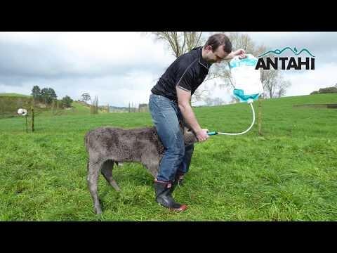 ANTAHI Kolostrumbeutel (4 L) | 10 Stück