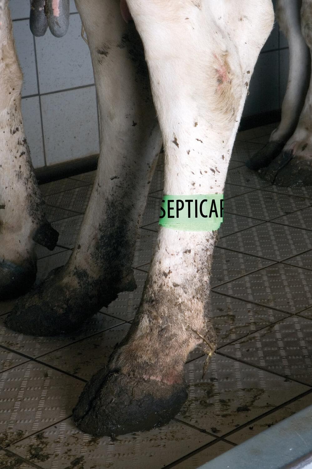 KAMER Fesselband mit Schlaufe (3,8 cm x 41 cm) | 5 Stück | neongrün