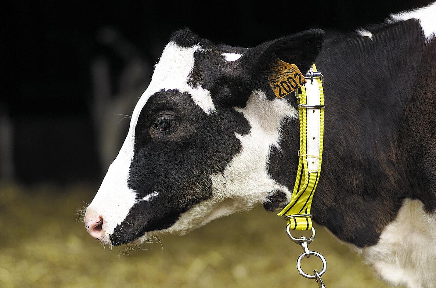 KAMER Nylon-Kälberhalsriemen | lederverstärkt (80 cm) | schwarz gelb