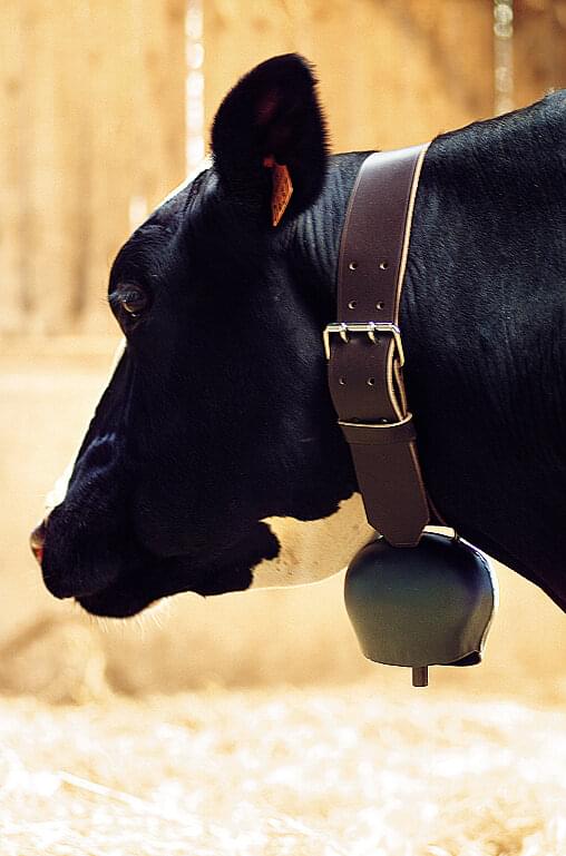 BLACKBLUE Stahlglocke gewölbt | schwarz | ø 114 mm | Riemenbreite 82 mm