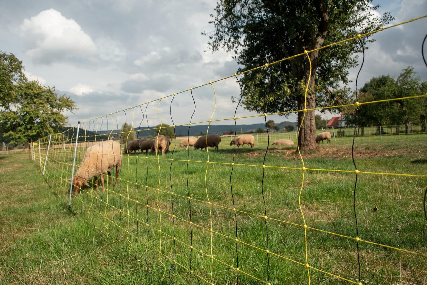 Vertikal-Netz | 90 cm hoch | 50 m lang | Einzelspitze | elektrifizierbar