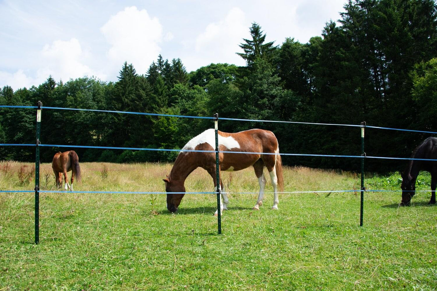 T Post ECO | Metallpfahl | 1,67 m | 50 Stück