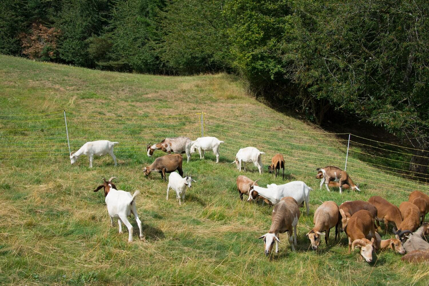 Schafnetz horinetz high energy | 120 cm hoch | 50 m lang | Doppelspitze | elektrifizierbar