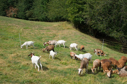 Schafnetz horinetz high energy | 120 cm hoch | 50 m lang | Doppelspitze | elektrifizierbar