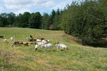 Schafnetz horinetz high energy | 120 cm hoch | 50 m lang | Doppelspitze | elektrifizierbar