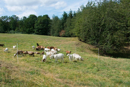 Schafnetz horinetz high energy | 120 cm hoch | 50 m lang | Doppelspitze | elektrifizierbar