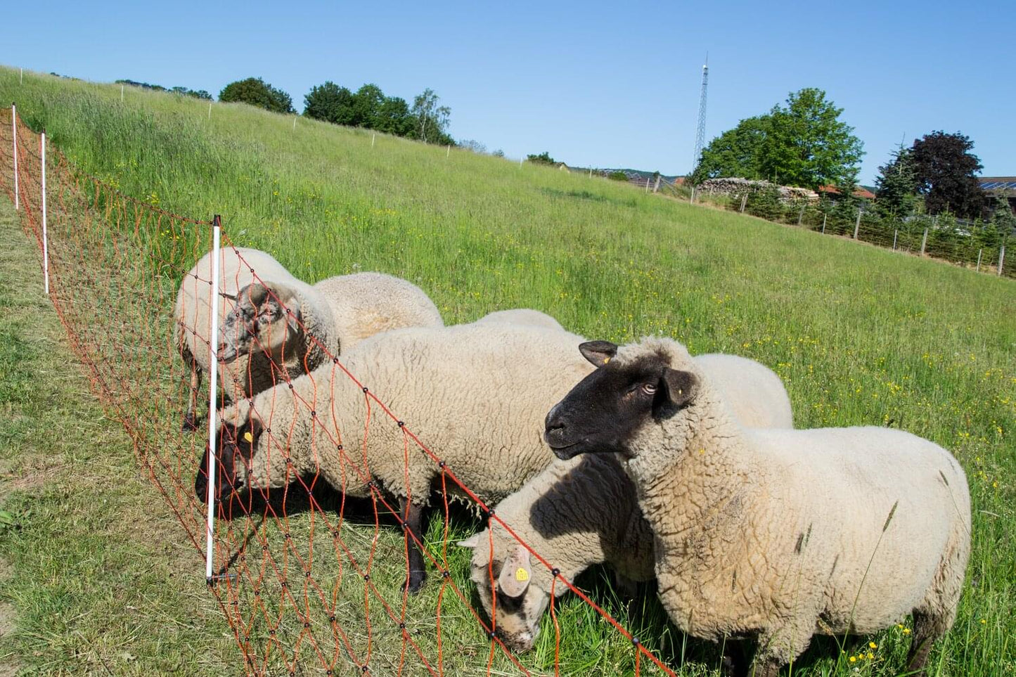 Schafnetz farmer®| PVC Pfähle| 90 cm hoch | 50 m lang | elektrifizierbar | Einzelspitze