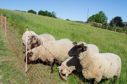 Schafnetz farmer®| PVC Pfähle| 90 cm hoch | 50 m lang | elektrifizierbar | Einzelspitze