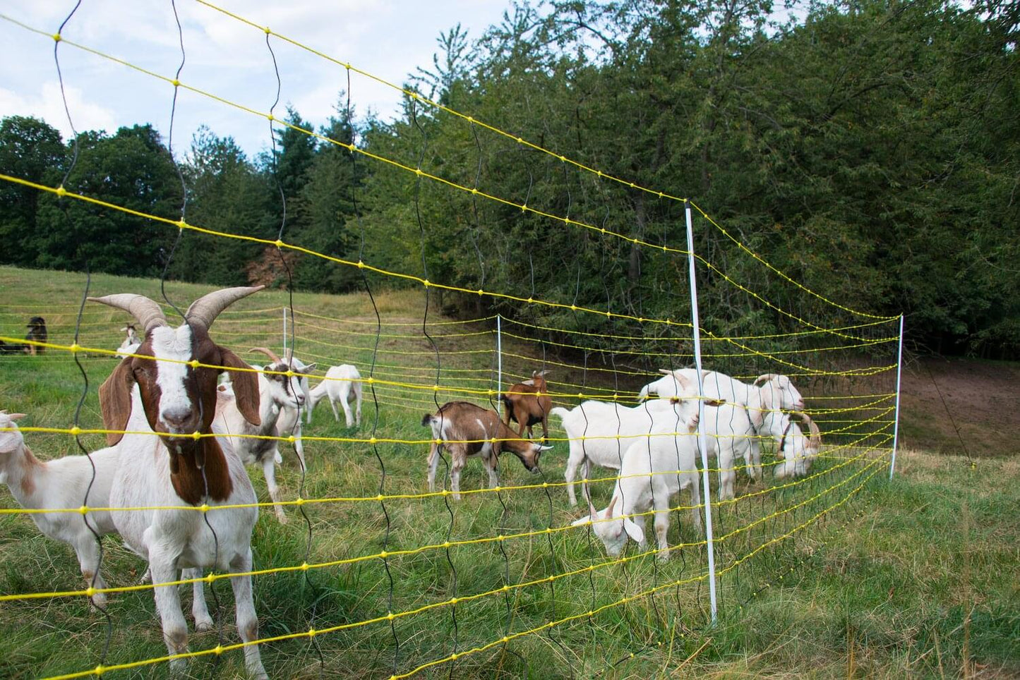 Schafnetz horinetz mit Erdungsleiter | 120 cm hoch | 50 m lang | Doppelspitze | elektrifizierbar