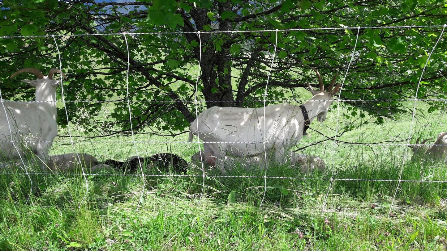 Schafnetz turbomax high energy plus earth mit Erdungsleiter | 105 cm hoch | 50 m lang | Doppelspitze | elektrifizierbar