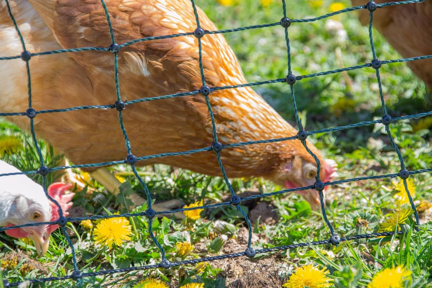 Geflügelnetz farmer® | Fiberglaspfähle | 110 cm hoch | 25 m lang | Doppelspitze | nicht elektrifizierbar