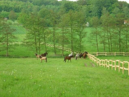 Robinien-Pfahl (rund) | Ø 7 cm | 200 cm (150 Stück / Palette)