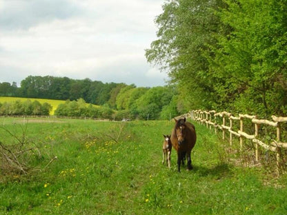 Robinien- Pfahl (rund) | Ø  15 cm | 230 cm (30 Stück / Palette)