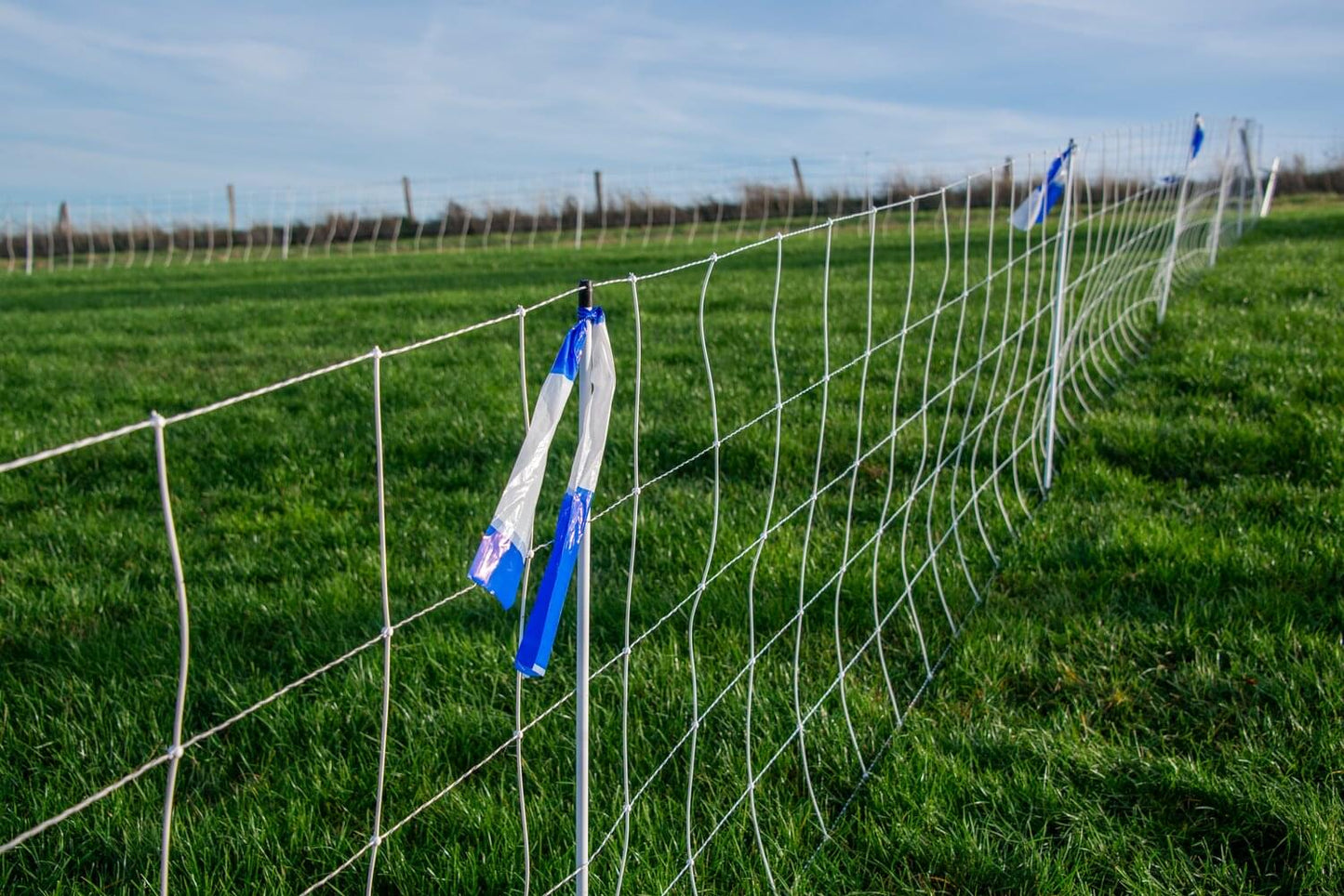 Herdenschutzband | blau / weiß (100 m)