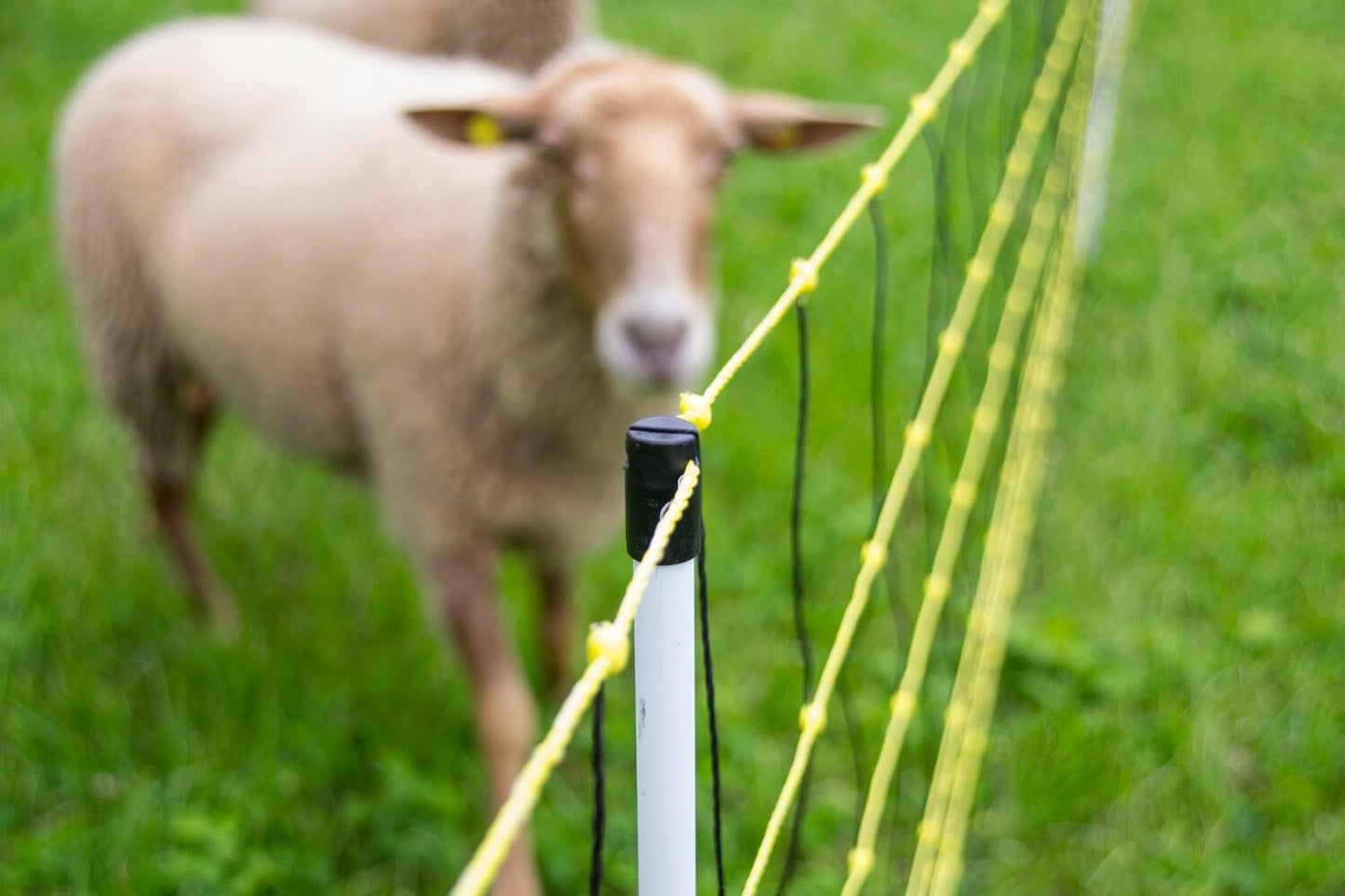 Wolfabwehrnetz horinetz super plus | 90 / 120 cm hoch | 50 m lang | Doppelspitze | elektrifizierbar