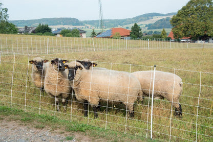 Schafnetz turbomax extra | 90 cm hoch | 50 m lang | Einzelspitze | elektrifizierbar