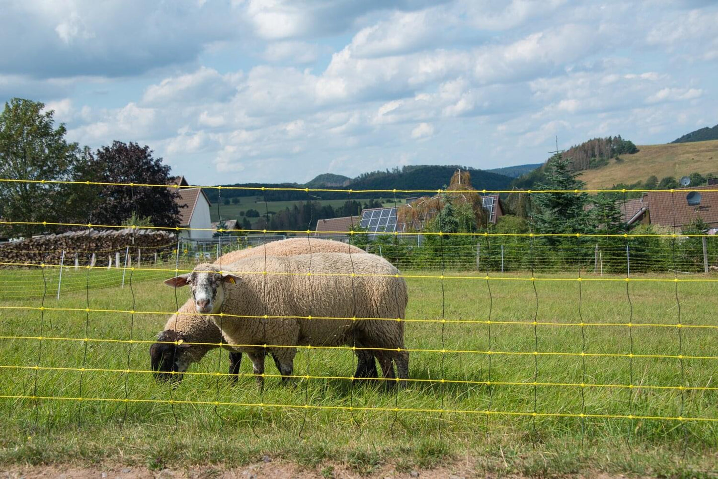 Schafnetz horinetz | 90 cm hoch | 50 m lang | Doppelspitze | elektrifizierbar