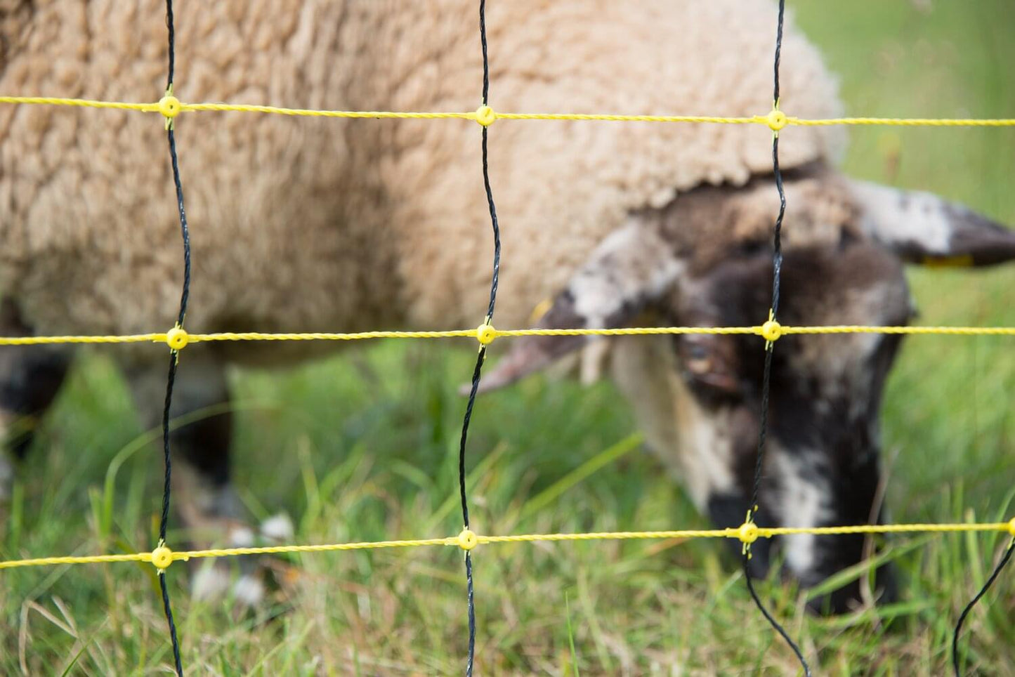 Schafnetz horinetz | 105 cm hoch | 50 m lang | Doppelspitze | elektrifizierbar