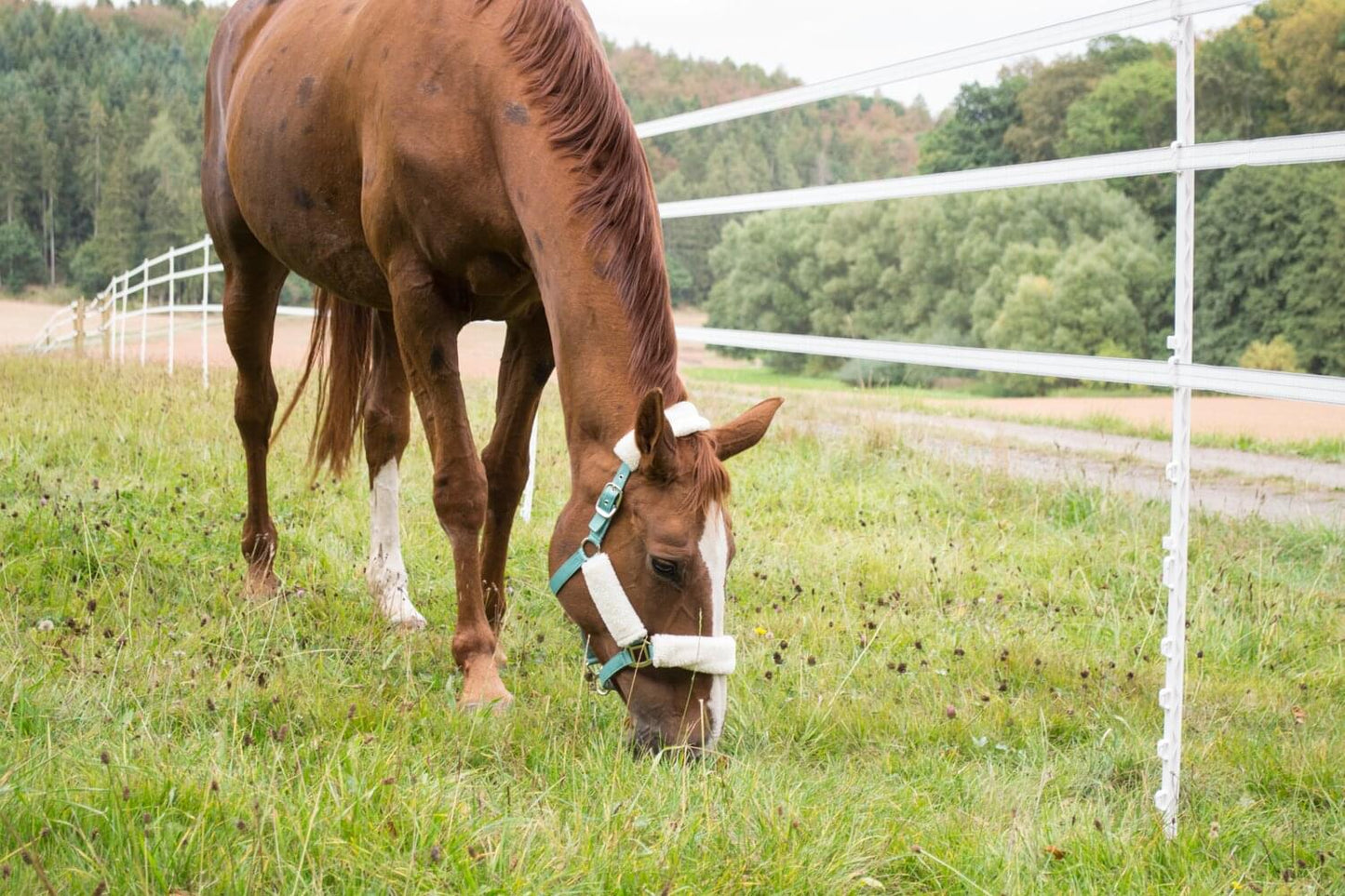 Kunststoffpfahl ranger® I 150 cm I Doppeltritt I 10 Stück