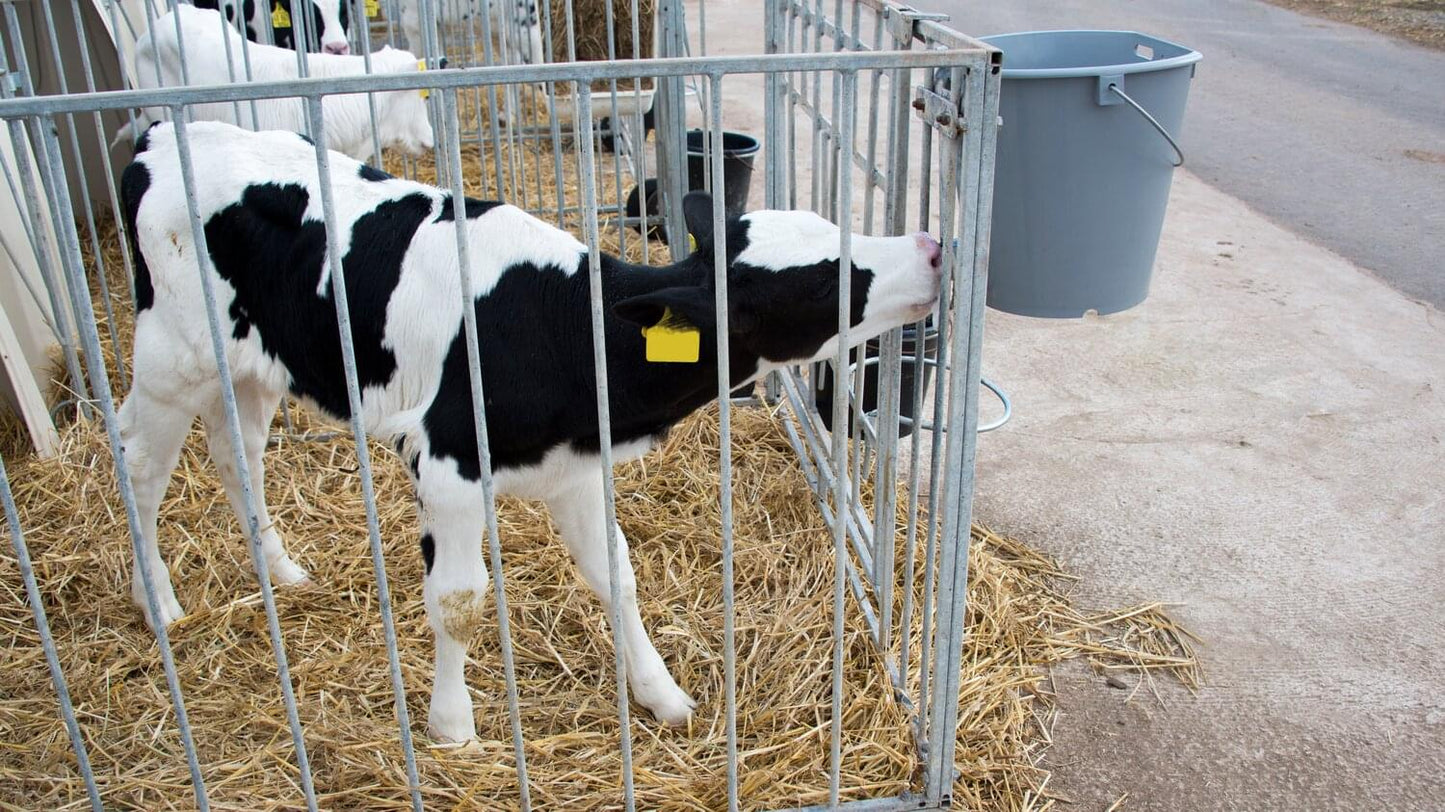 Kunststoff-Kälbertränkeimer | grau |(8 L)