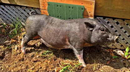 ScratchnAll Kratzpad