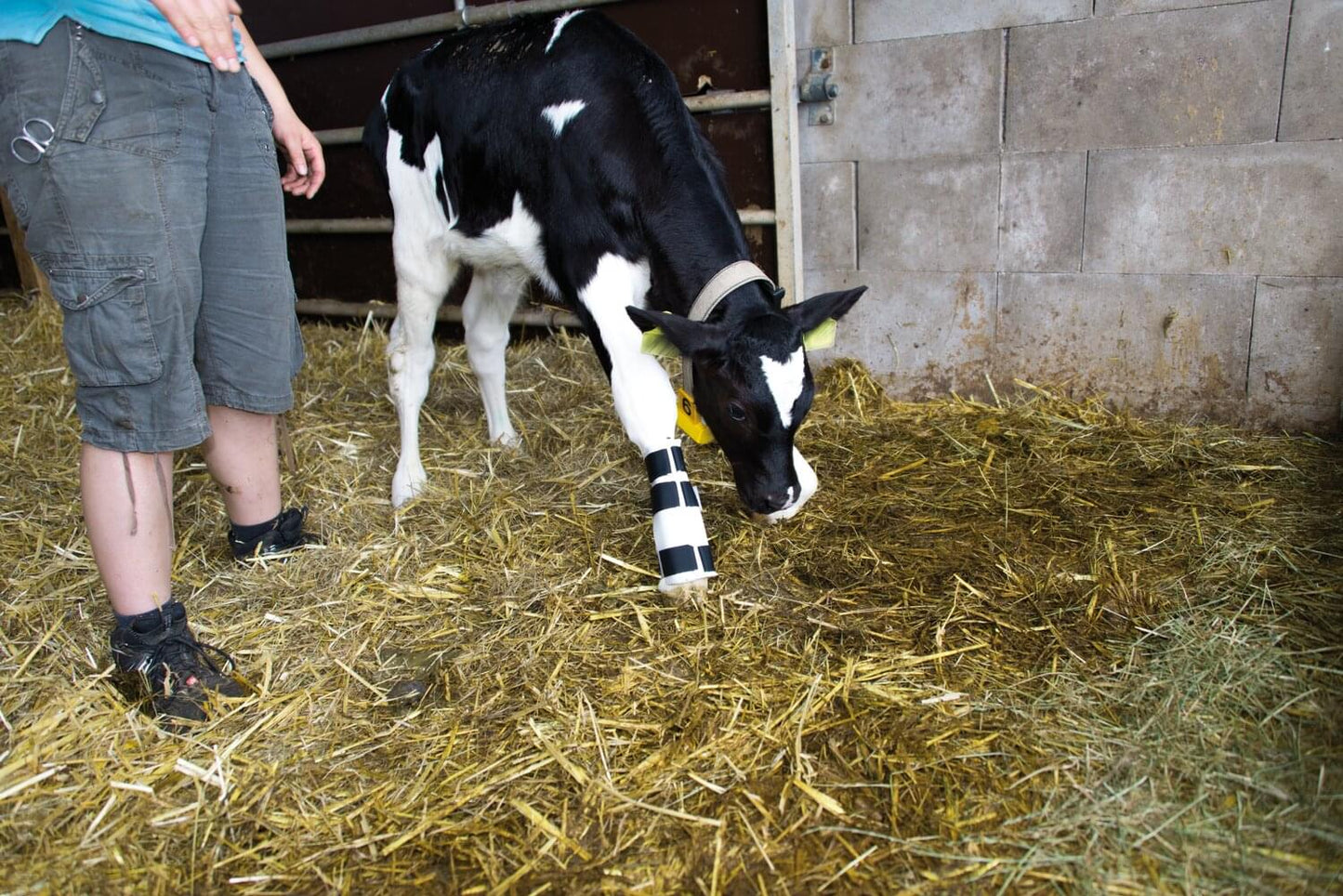 Beinschiene für Kälber bei Sehnenstelzfuß