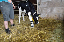 Beinschiene für Kälber bei Sehnenstelzfuß