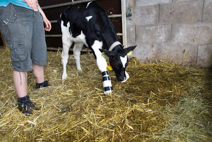 Beinschiene für Kälber bei Sehnenstelzfuß