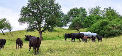 Suevia Tränkebecken Modell 98 | Anbautränke | großer Flansch für alle Wasserfässer