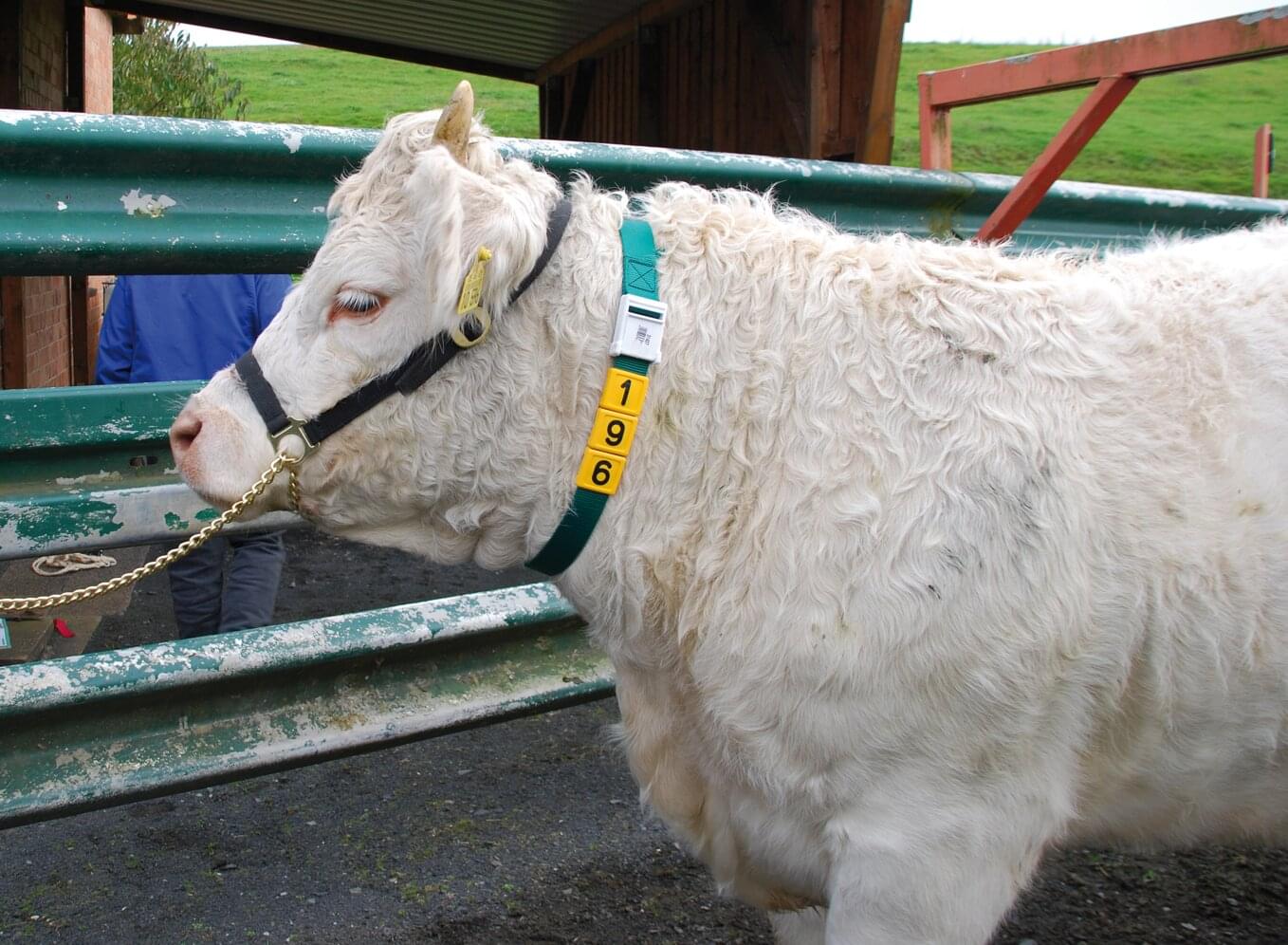 Halsmarkierungsband | 120 cm |grün