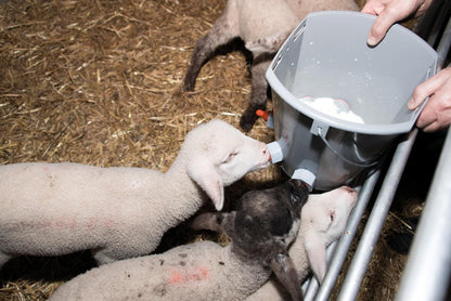 Lämmertränkeeimer | komplett (8 L)