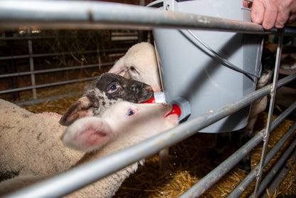 Lämmertränkeeimer | komplett (8 L)