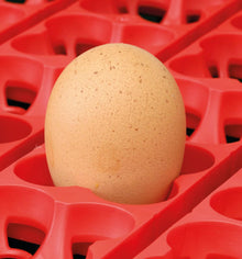 Brutapparat | 45 W | geeignet für 12 Eier