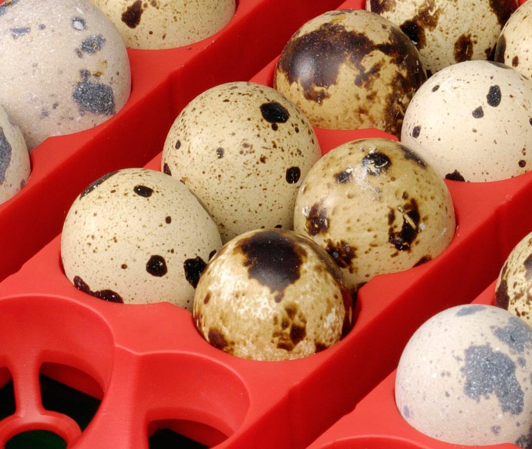 Brutapparat | 45 W | geeignet für 12 Eier