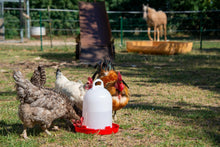 Küken- und Hühnertränken | mit Bajonettverschluss (5,5 L)