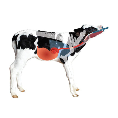 Antahi Trusti Tuber (4 L)