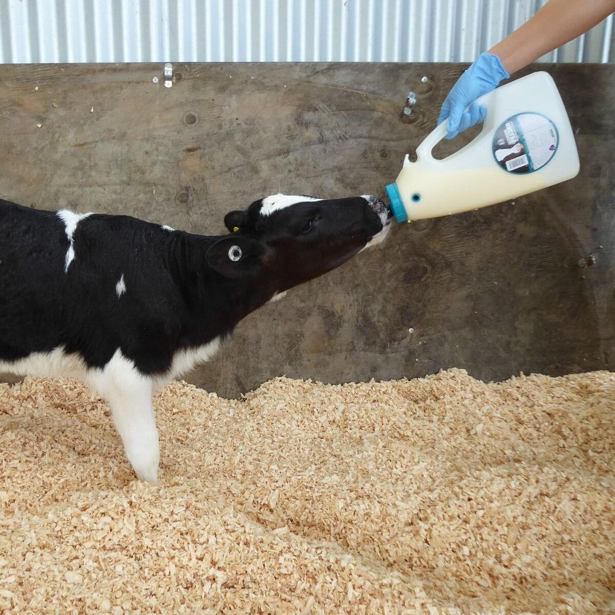 ANTAHI Flexi Tuber (4 L) | mit Kopfgurt